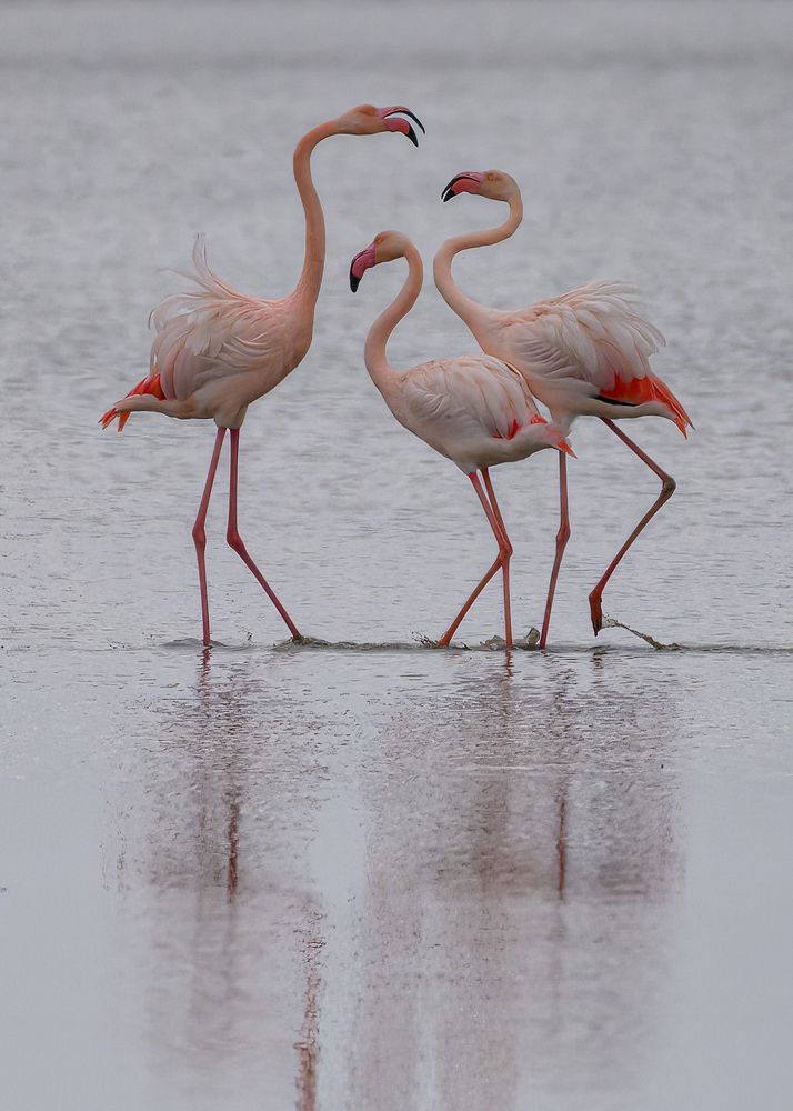 Photograph by Leopoldo Espi Lacal