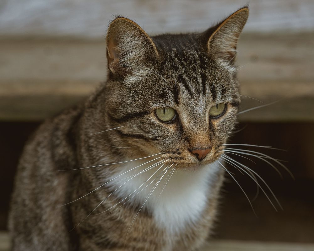 Photograph by Анна Бабурина