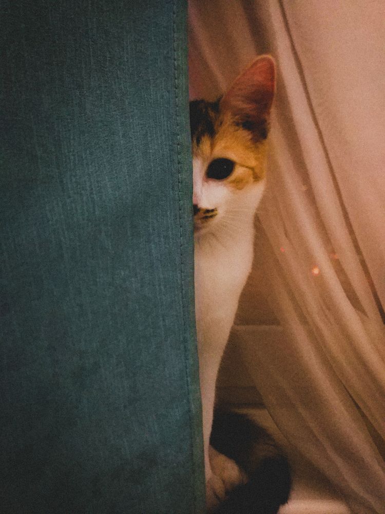 Фотография автора Tatiana Kots