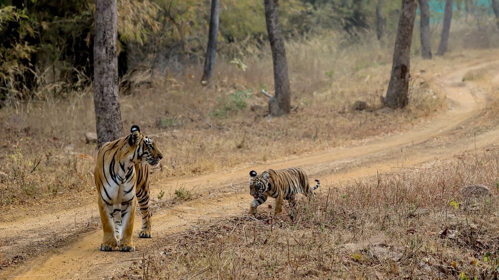 And I will wait, I will wait for you!