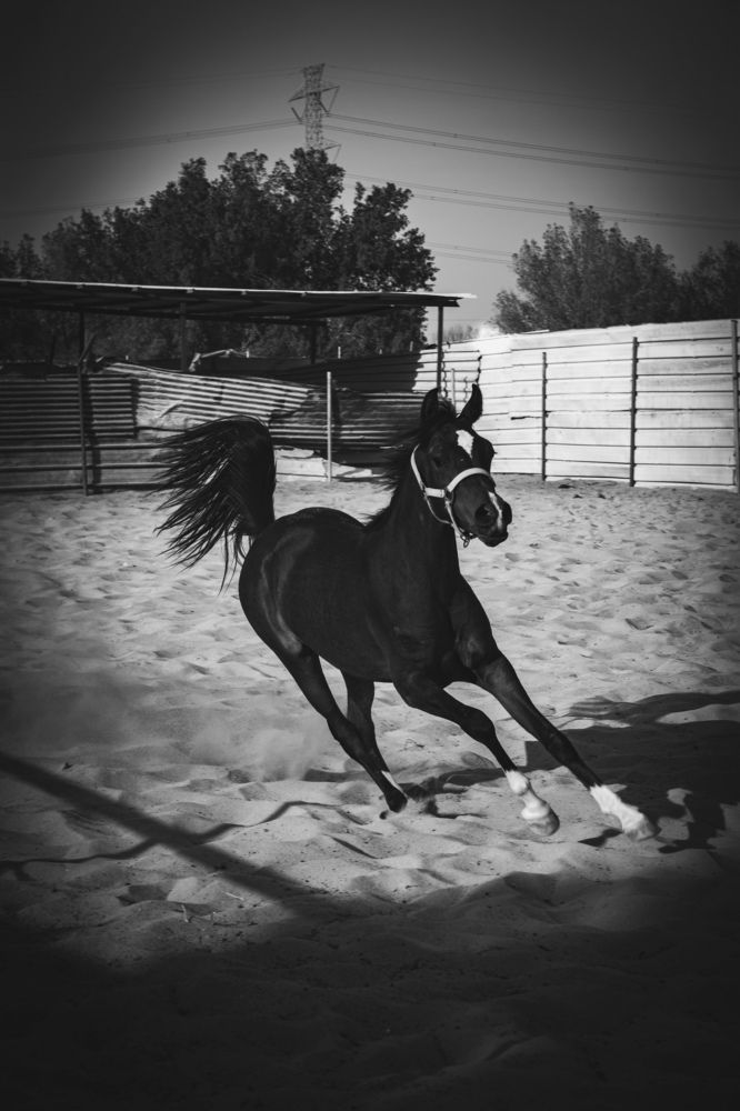 Photograph by Hassan Alawami