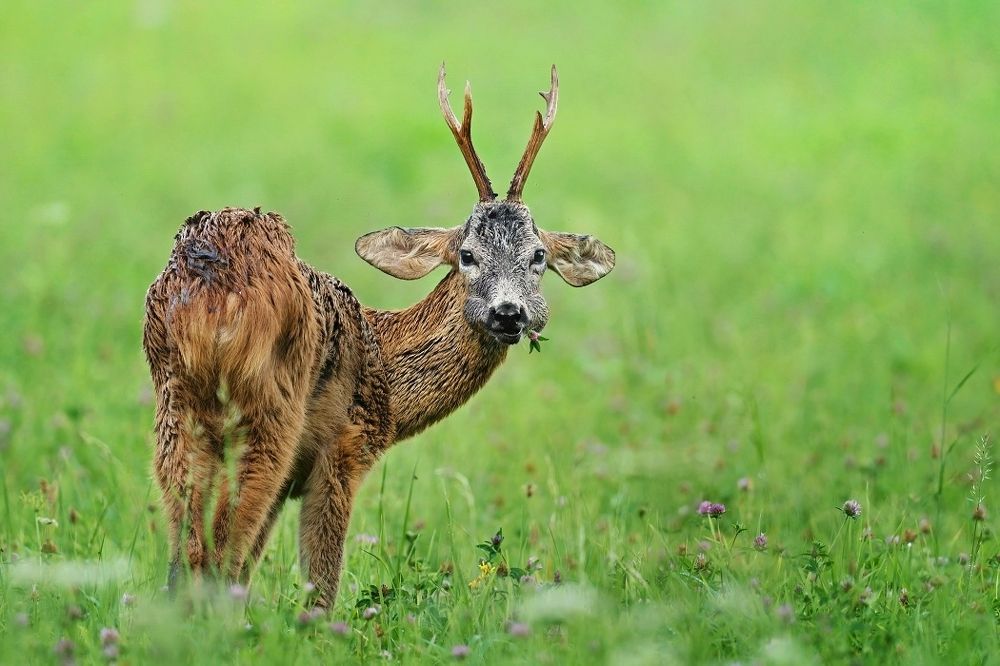 from the life of deer