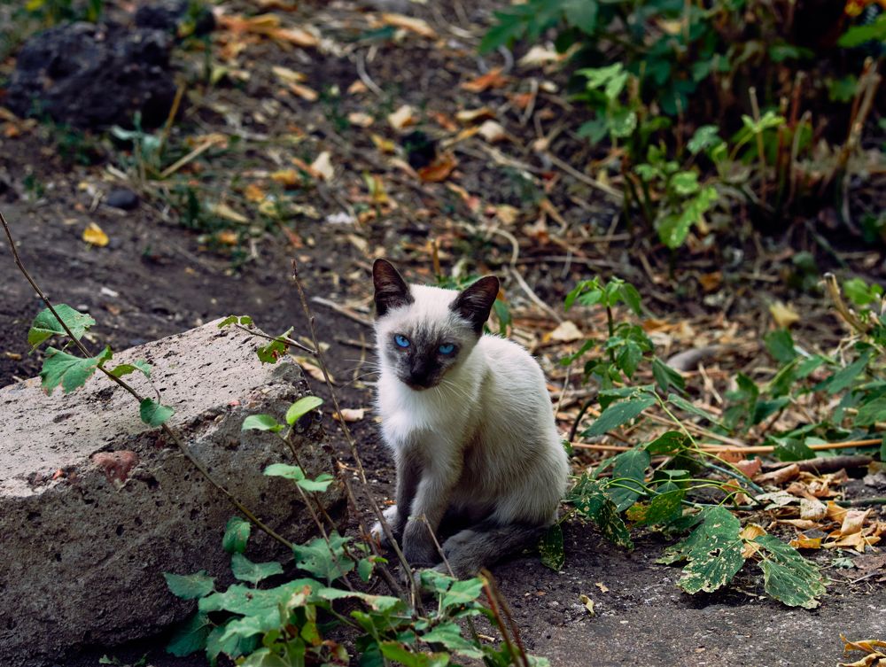 Photograph by Vyacheslav Bashirov