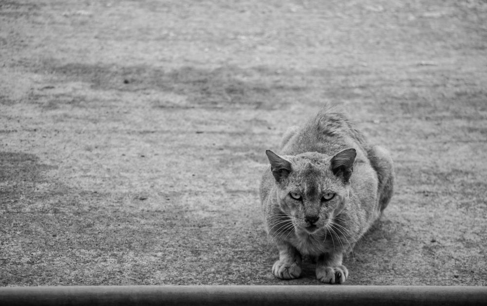 Photograph by Prodipta Das Hriday