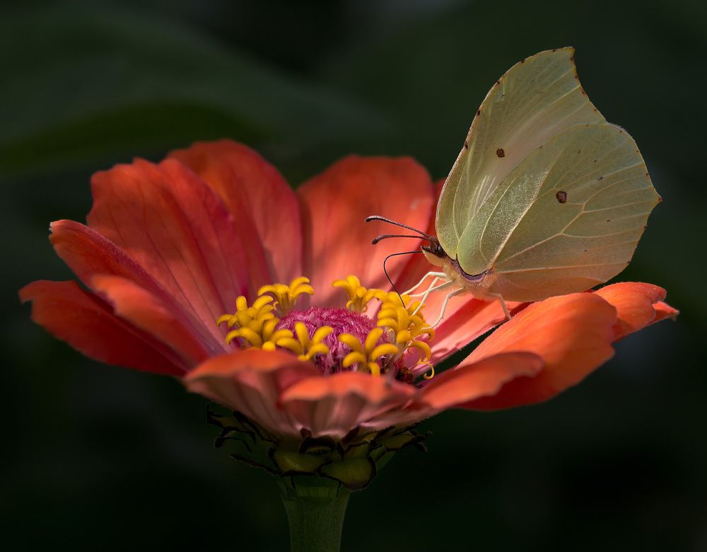 Photograph by Владимир Архипов