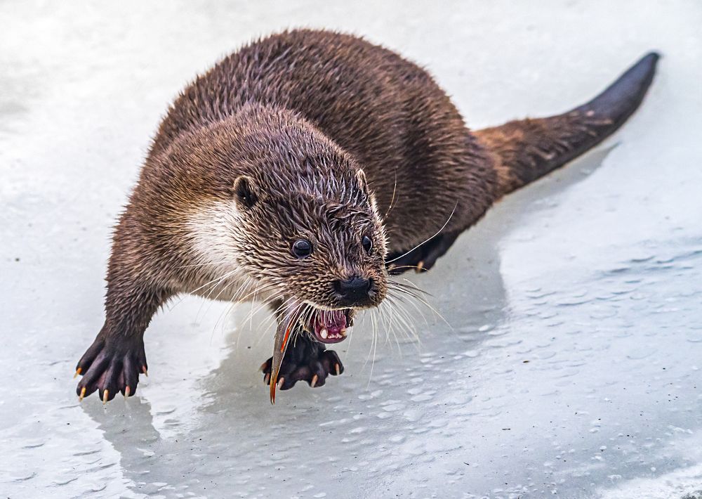 Photograph by Сергей Савчук