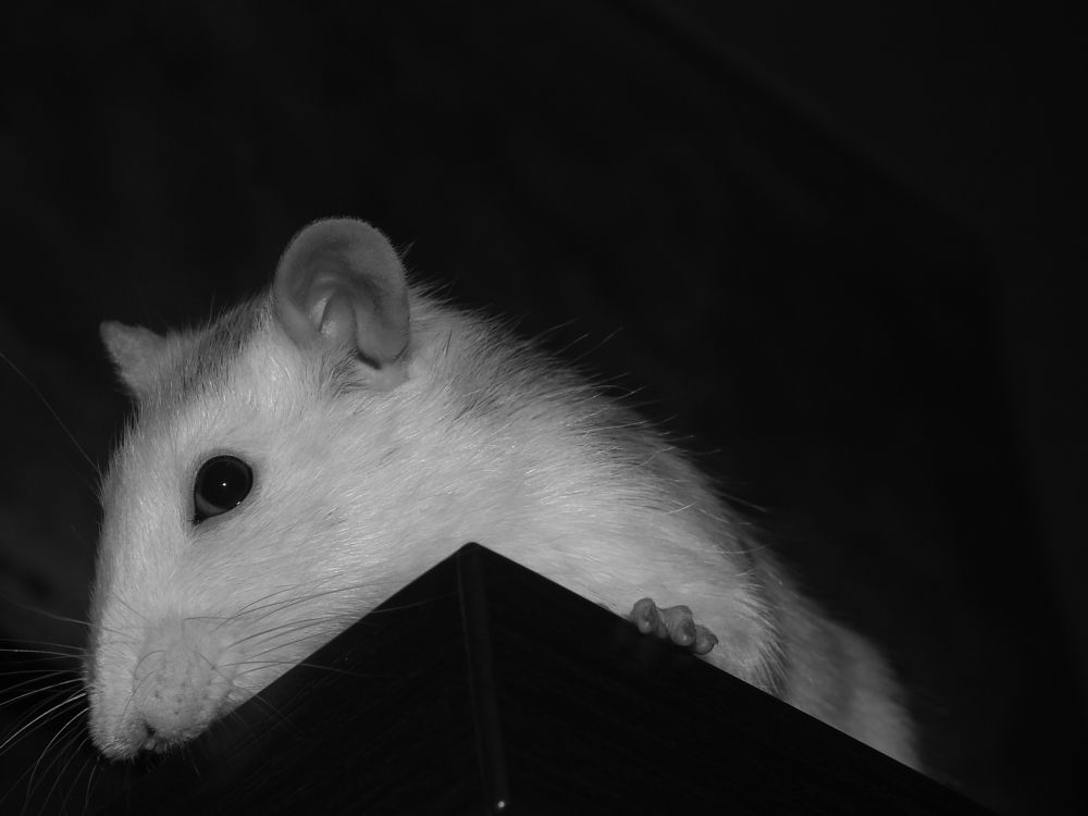 Photograph by Сергей Горбунов