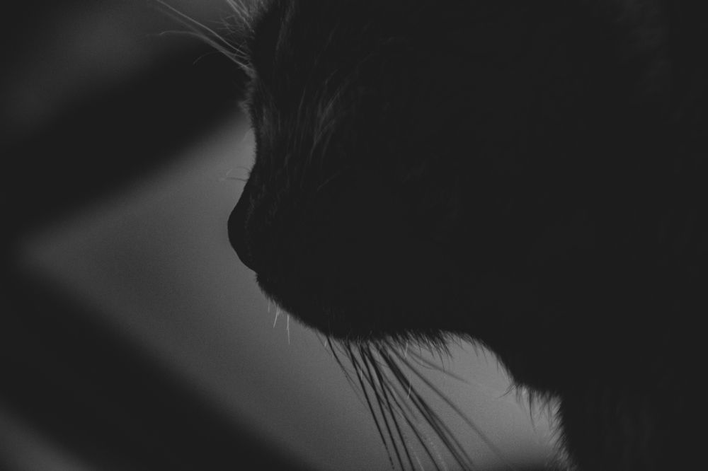 Фотография автора OXANA MARSOVA