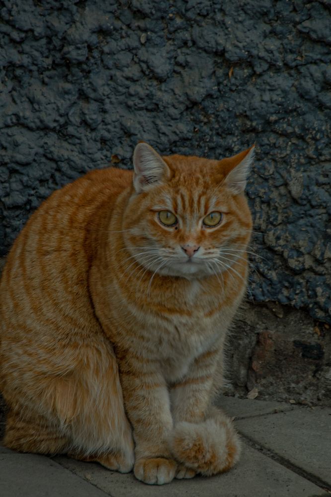 Фотография автора OXANA MARSOVA