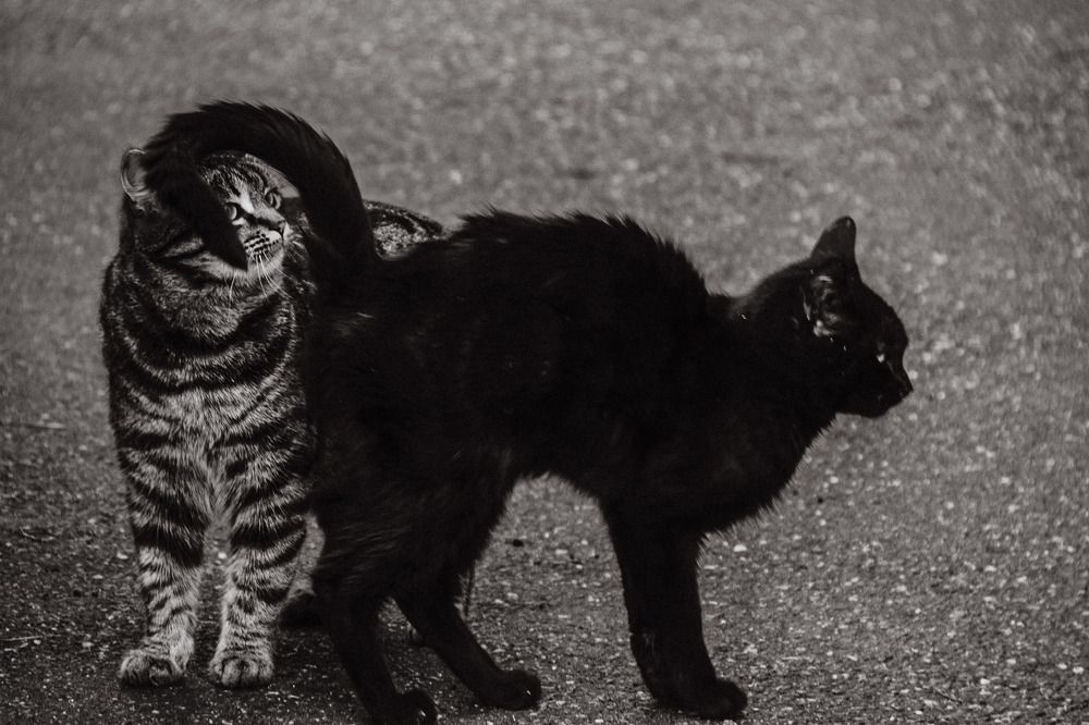 Фотография автора OXANA MARSOVA