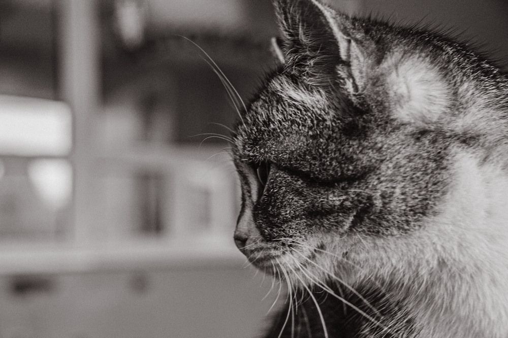 Фотография автора OXANA MARSOVA