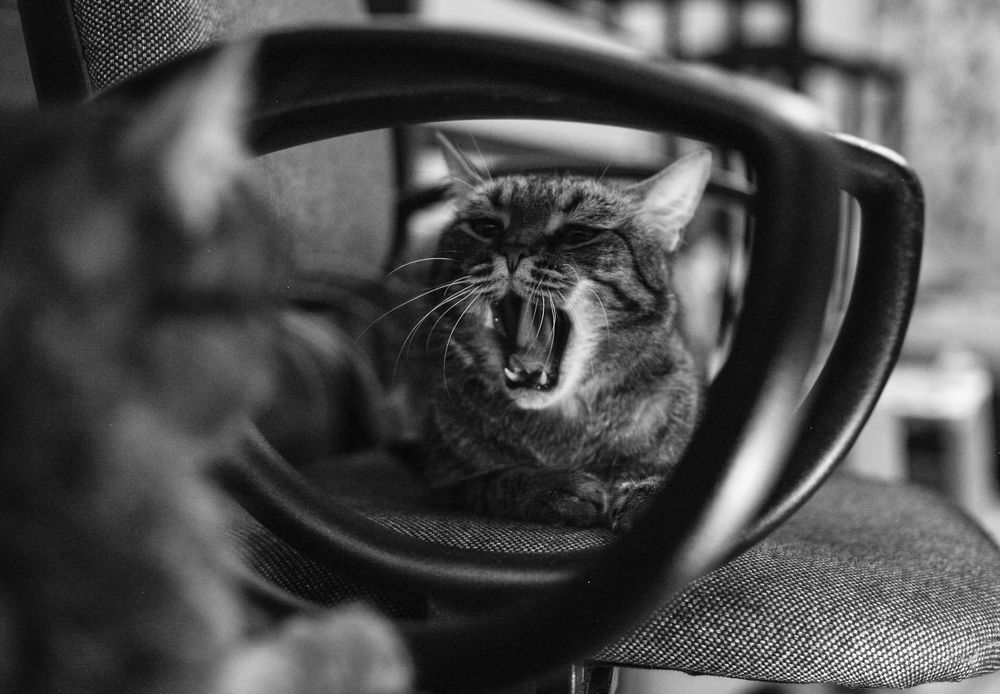 Фотография автора Анна Роганова