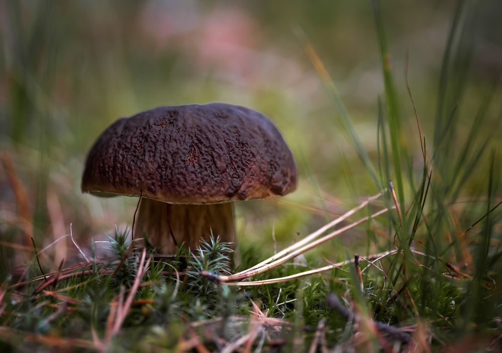 Photograph by Владимир Архипов