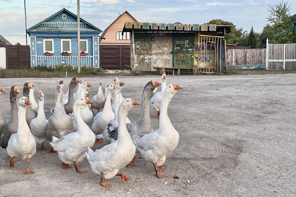 Photograph by Екатерина Шилкина