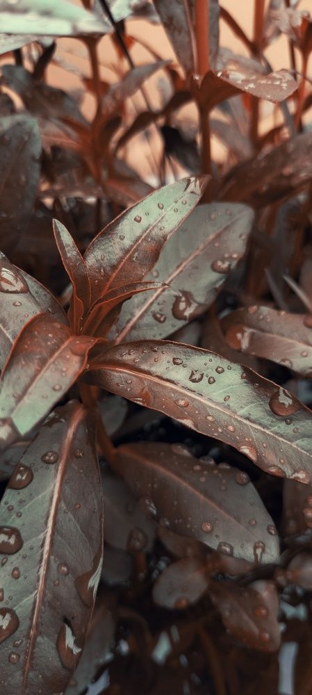 Photo #8770593