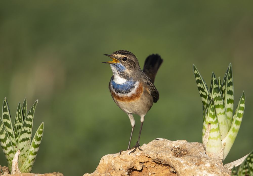 Bluethroat