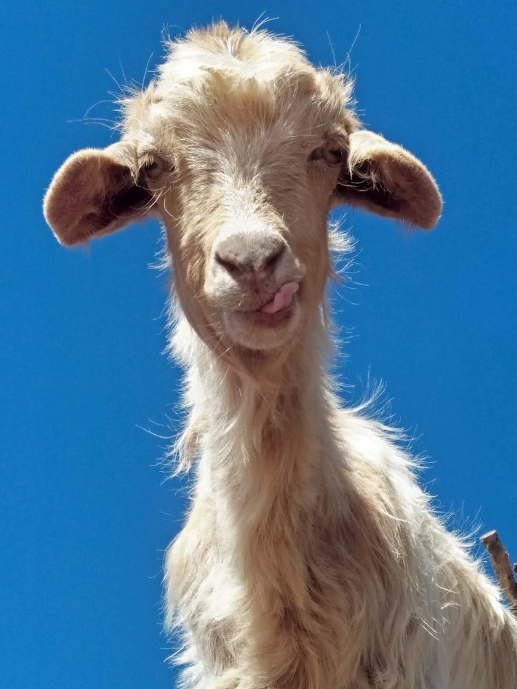 beautiful goat looking at my camera.