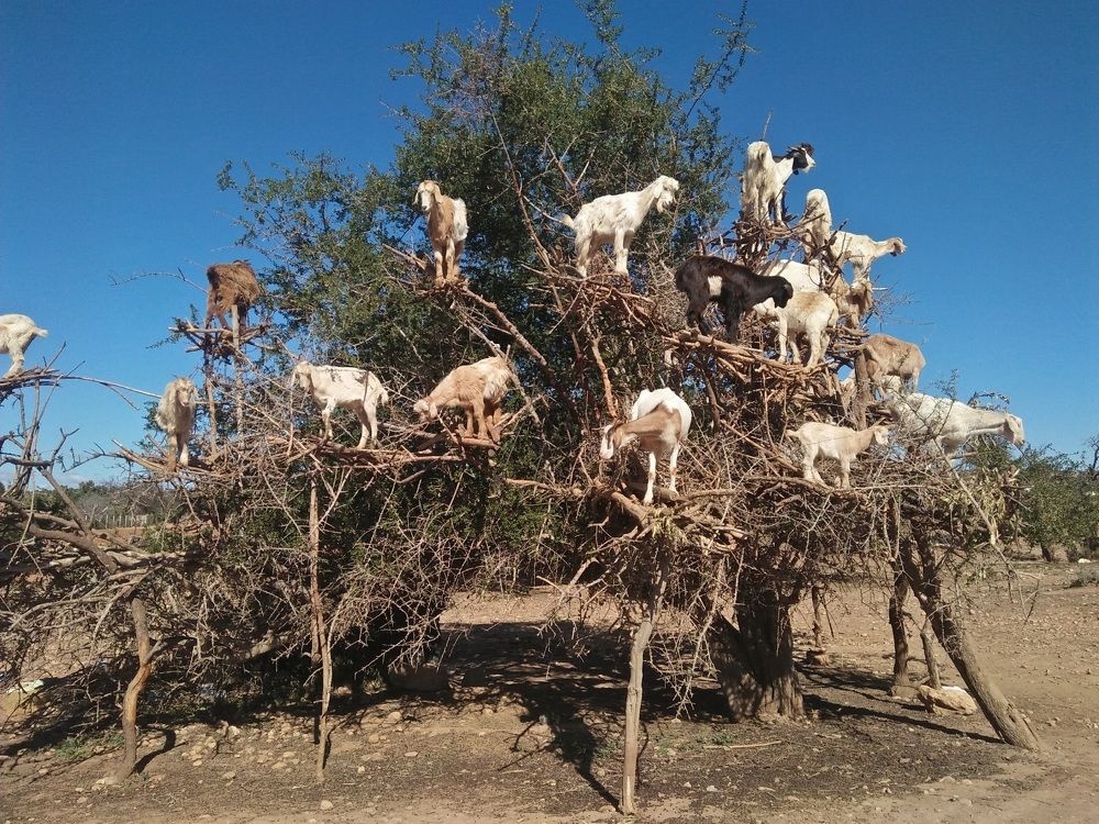 Photograph by Jellab