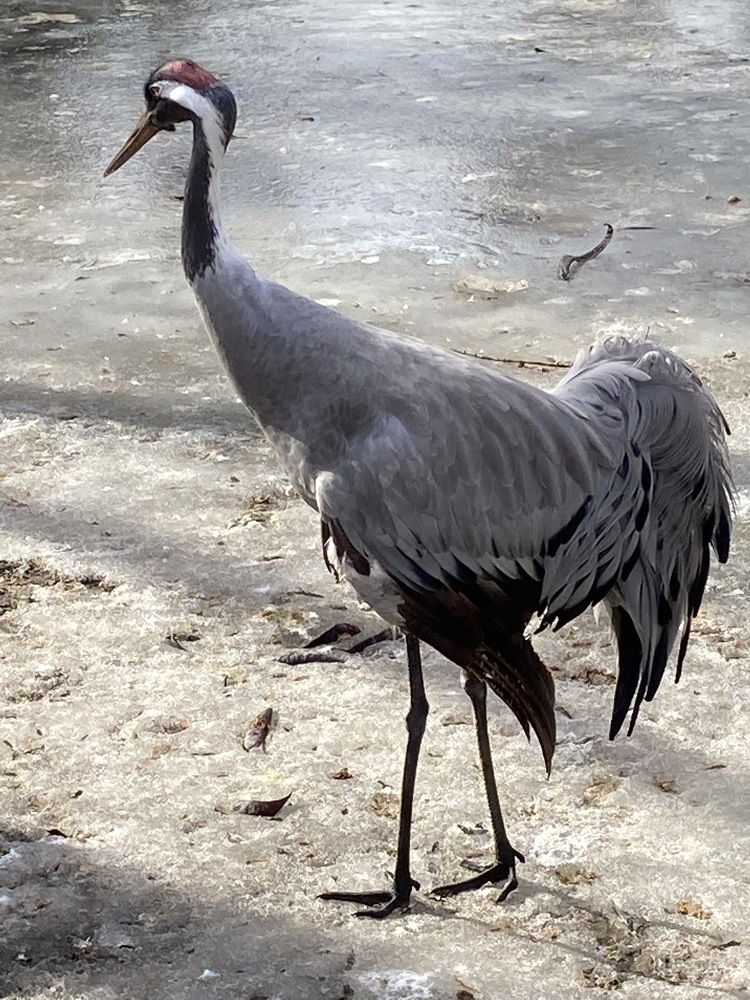 Grey Crane. Серый журавль.