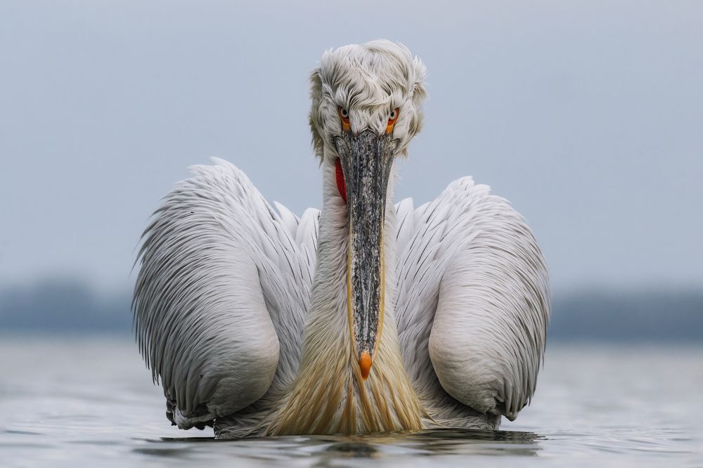 Photograph by Ernestas Balcikonis