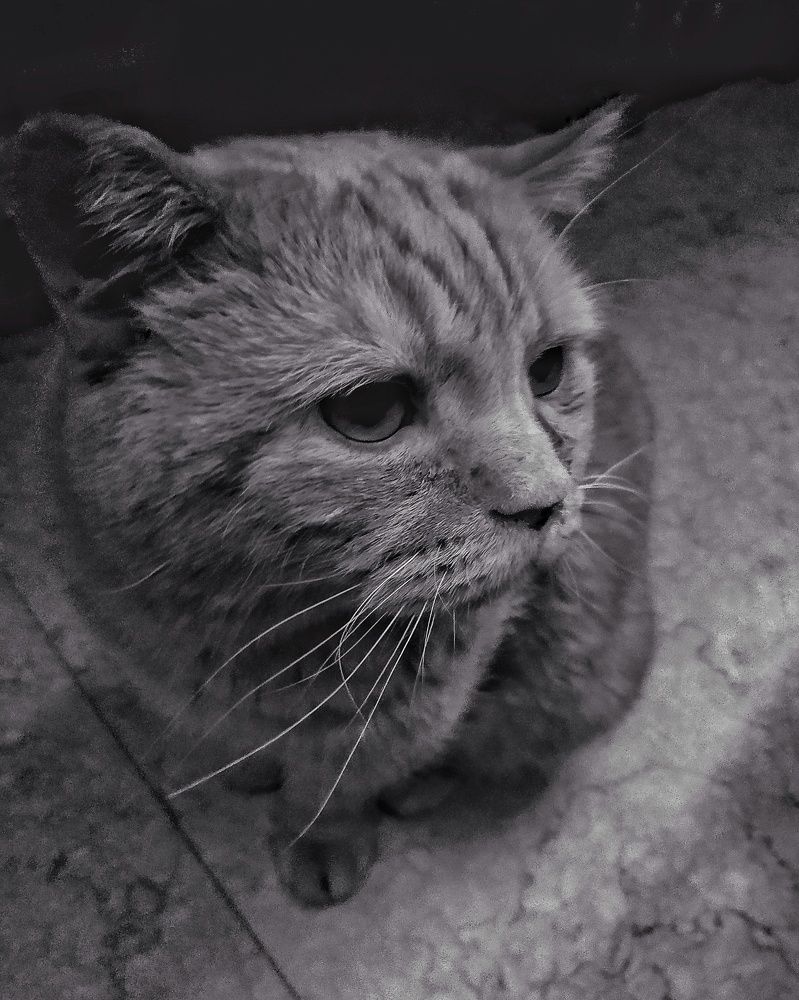 Милый бродяга...