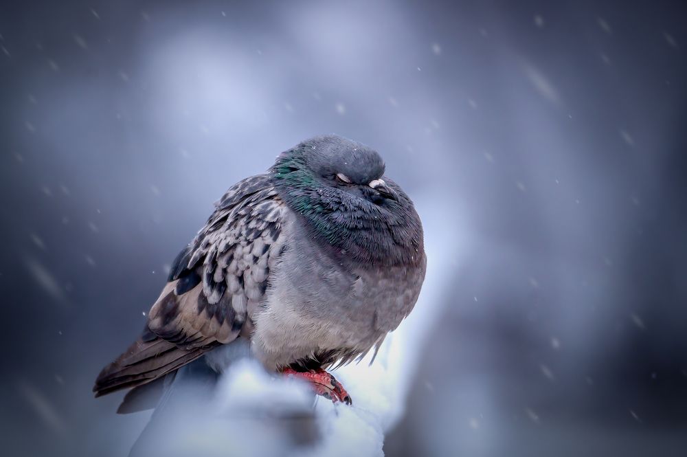 И холодно и голодно