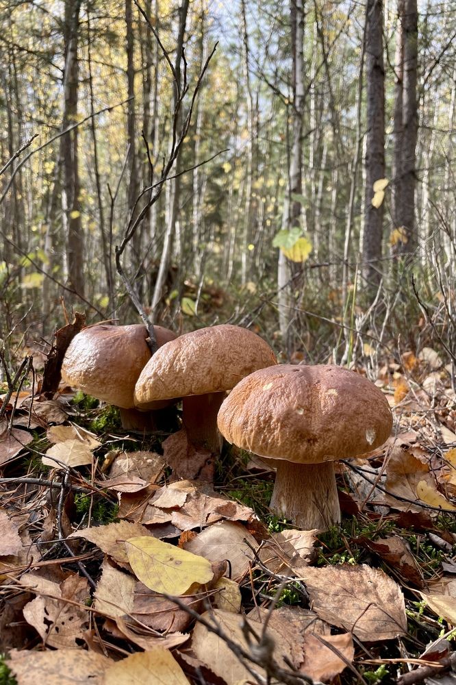 Photograph by Екатерина Шилкина