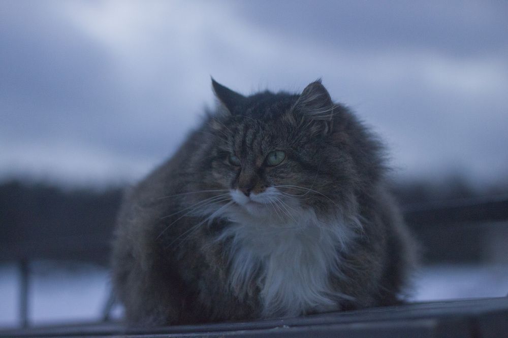 Ах этот взгляд, все может выразить так чудно!