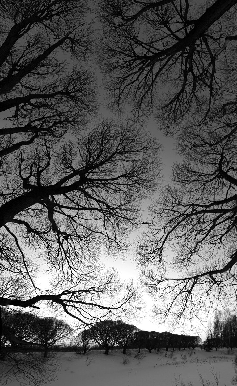Photo #8771559