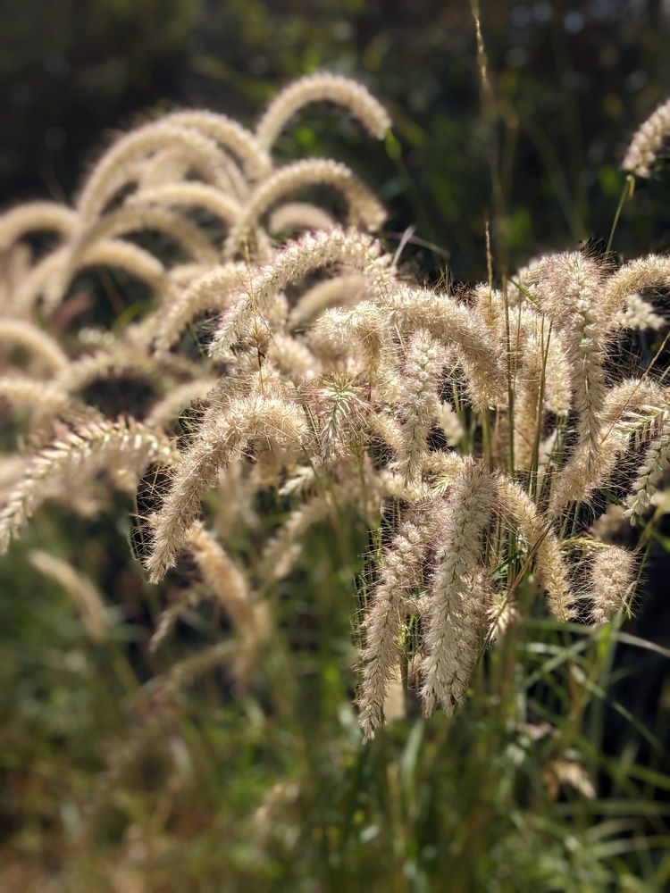 Fountain grass