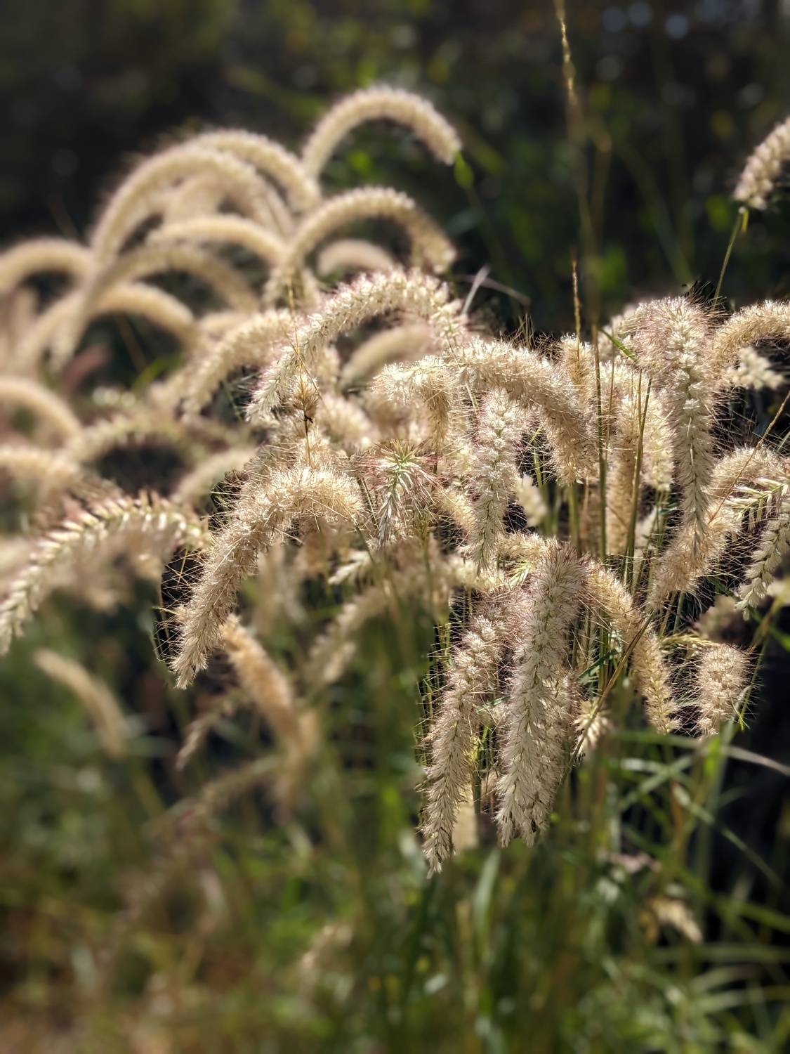 Fountain grass