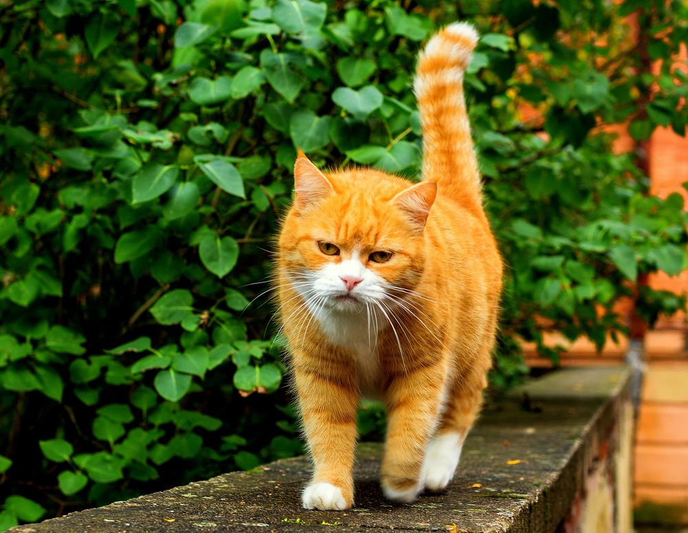 Рыжее недовольство