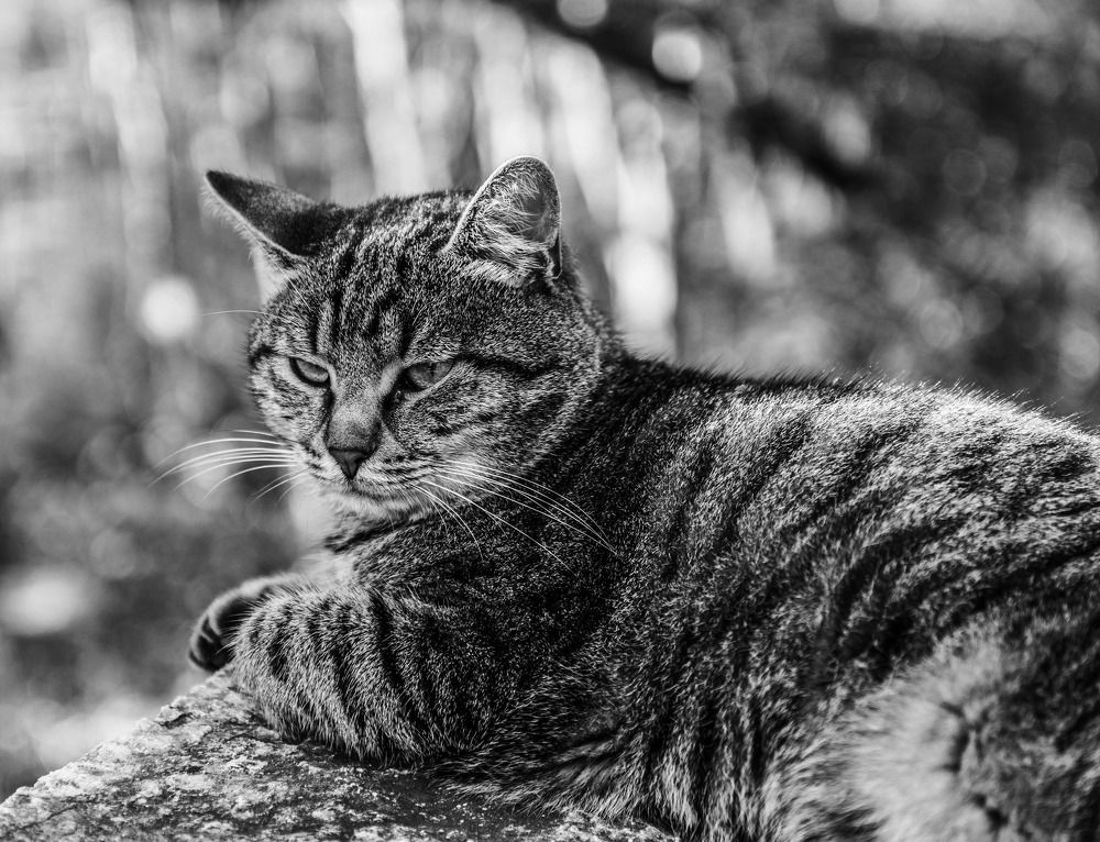 Фотография автора Григорий Червяков