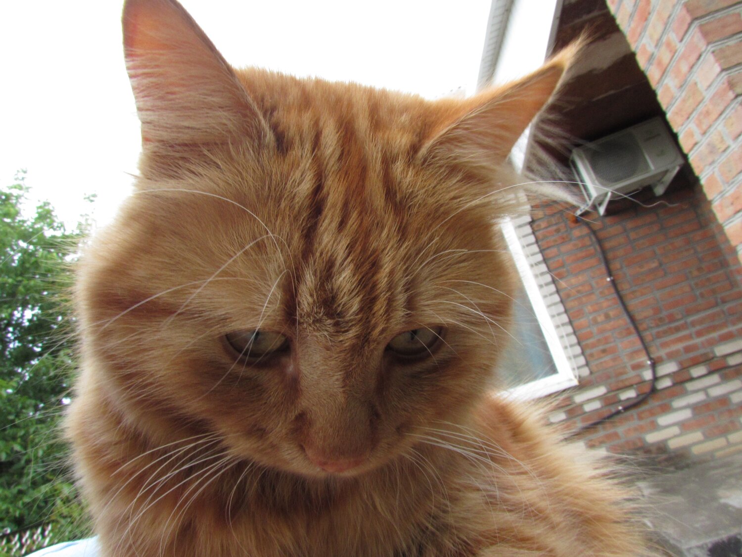 Photo #8771991