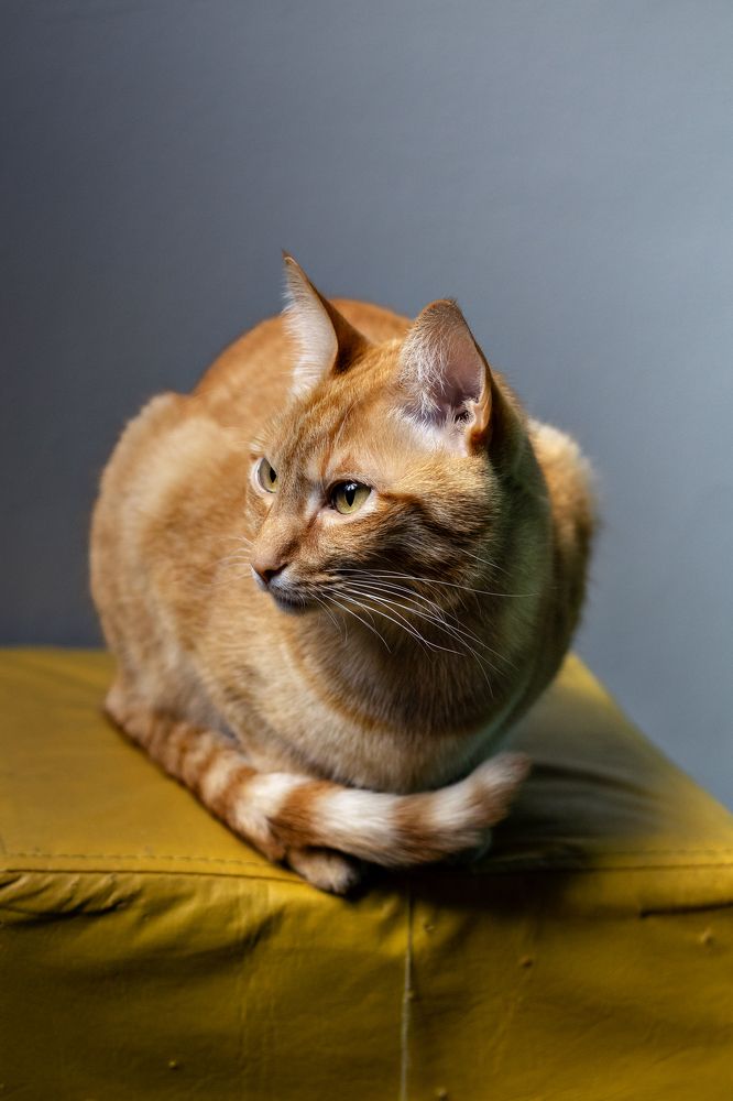 Фотография автора Diego G. Brancaccio Goldas