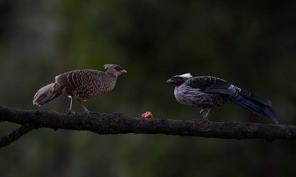 Mr. And Mrs. Khaleej