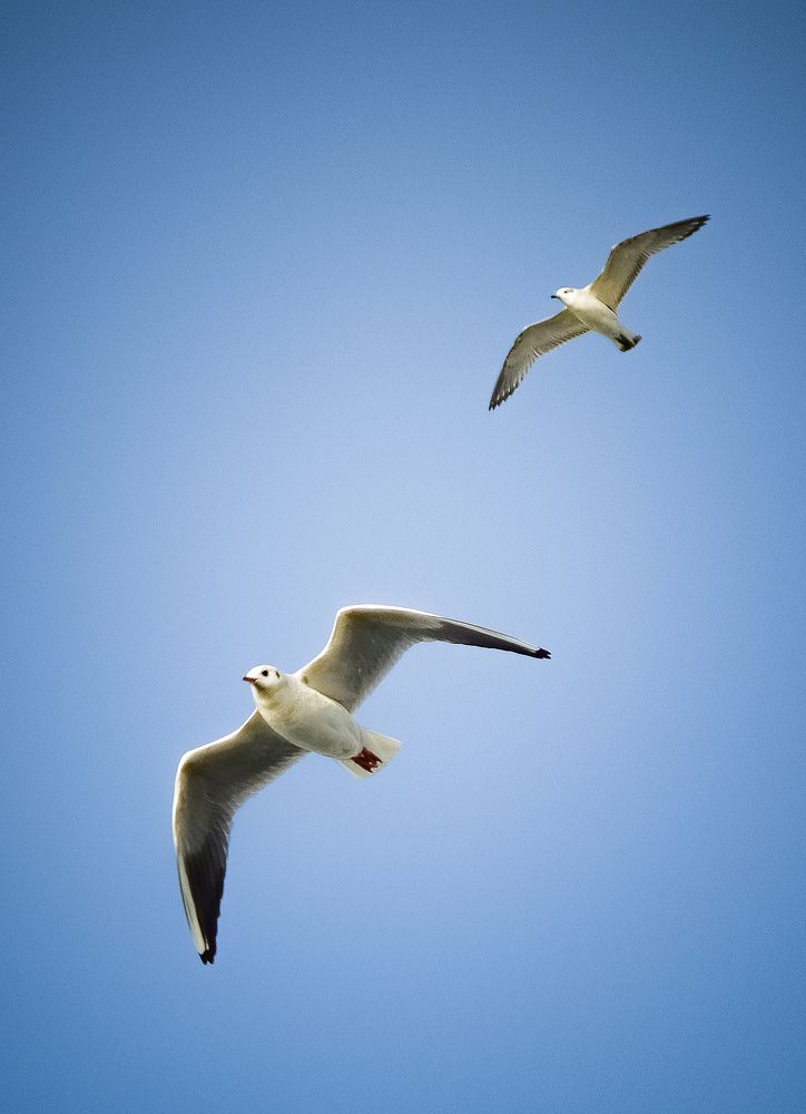 Photograph by ASHRAF FATHY BAKRY