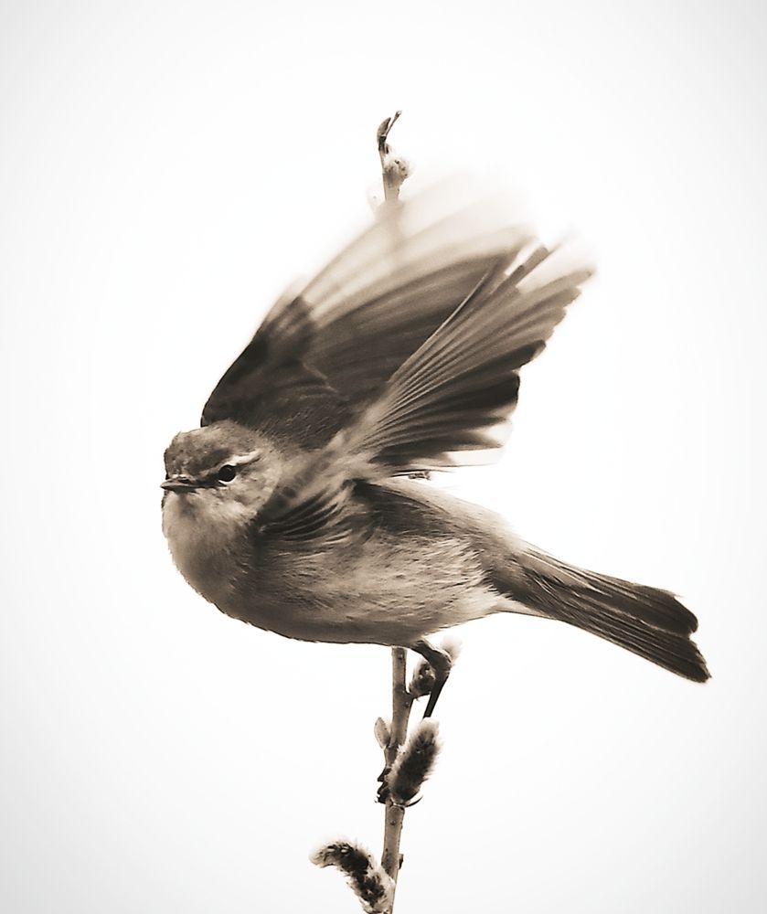 Photograph by Елена