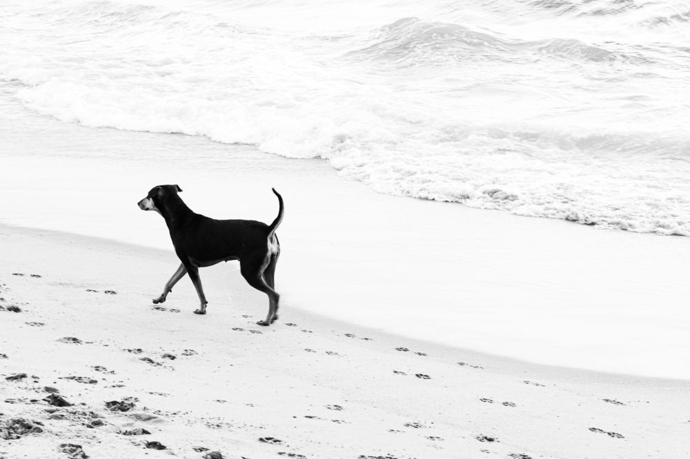 Photograph by Sam Moses