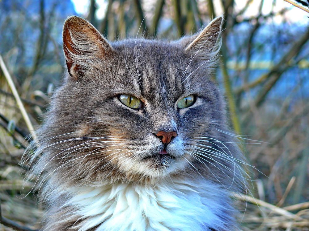 Фотография автора Анатолий Борисов