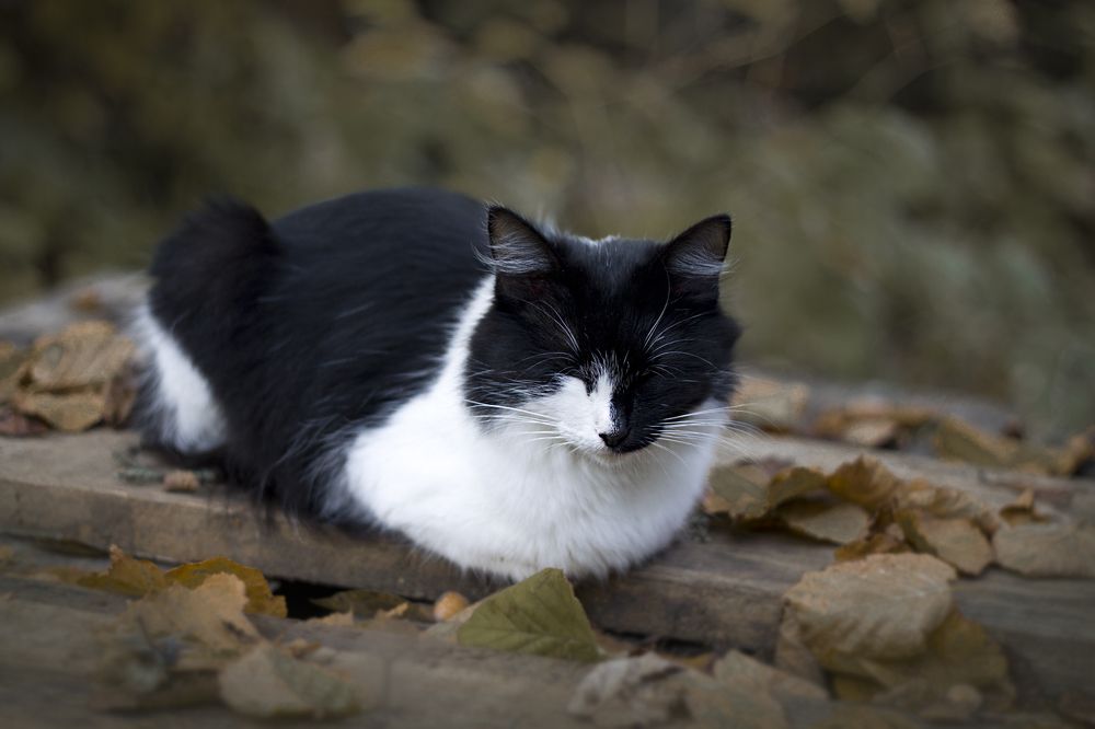 Photograph by Елена Иванова