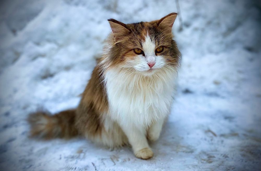 Photograph by Светлана Голикова