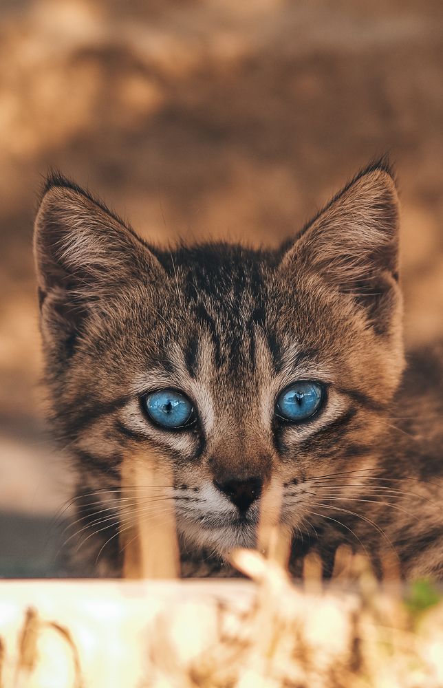 Фотография автора Наида Хизрибегова