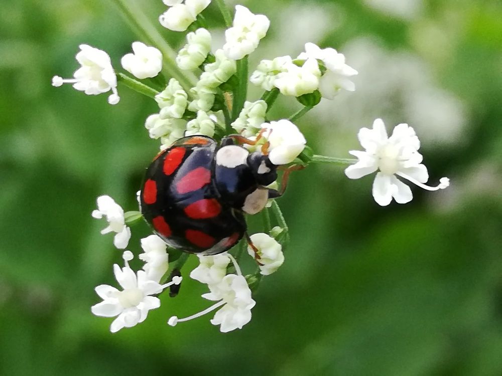 Photograph by Евгения Буркаева