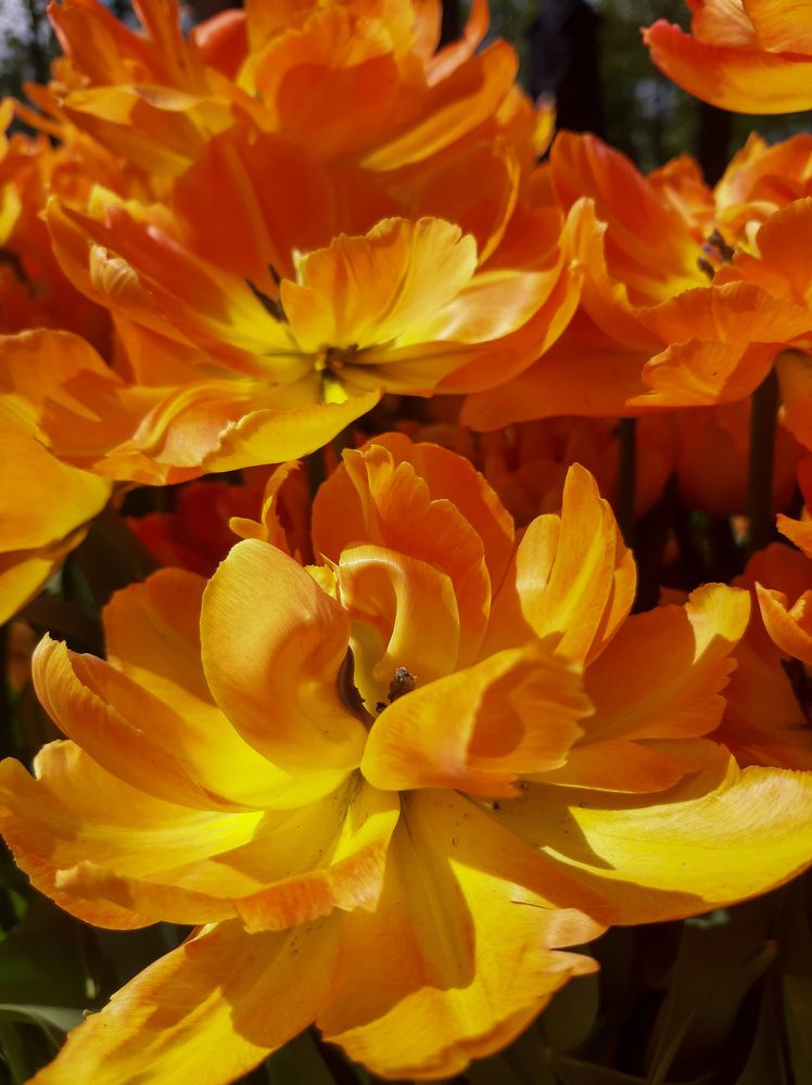 Фотография автора Светлана Дунаева