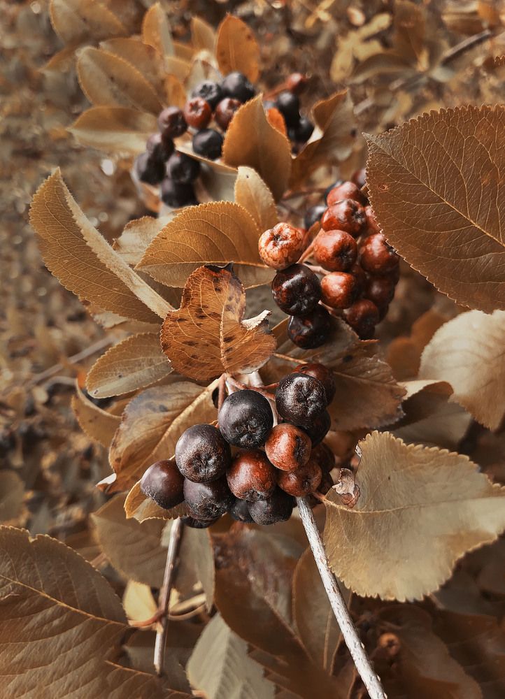 Photograph by Mary Ryzhenkova