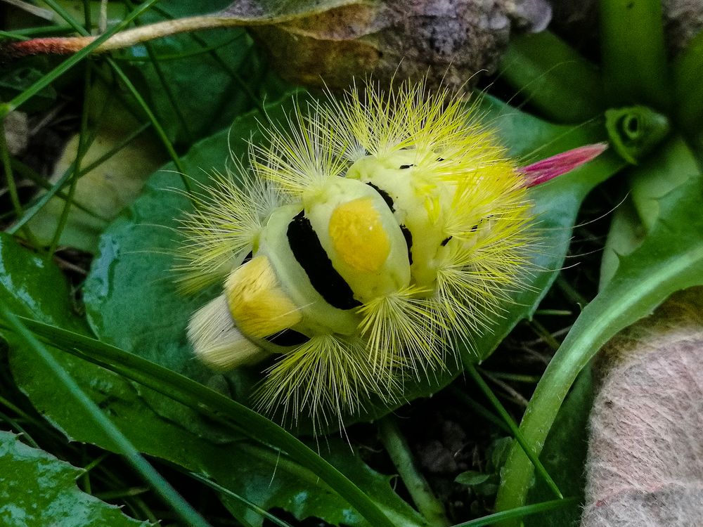 Желтый пушистик