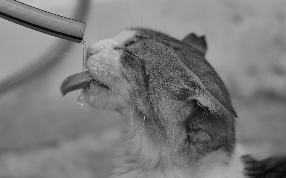 Photograph by Süleyman Ülker