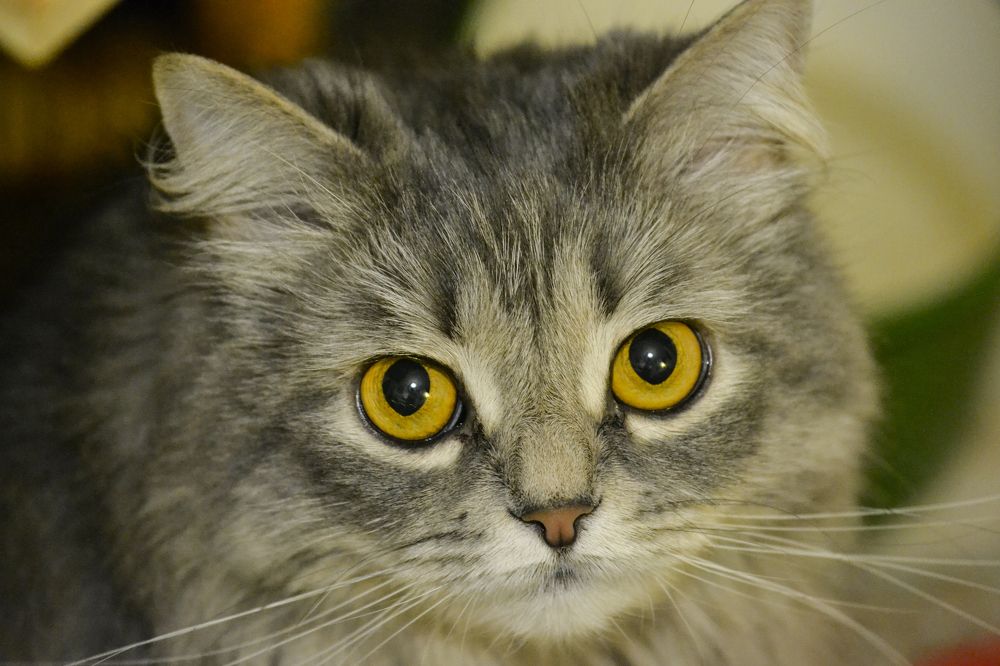 Photograph by Елена Иванова