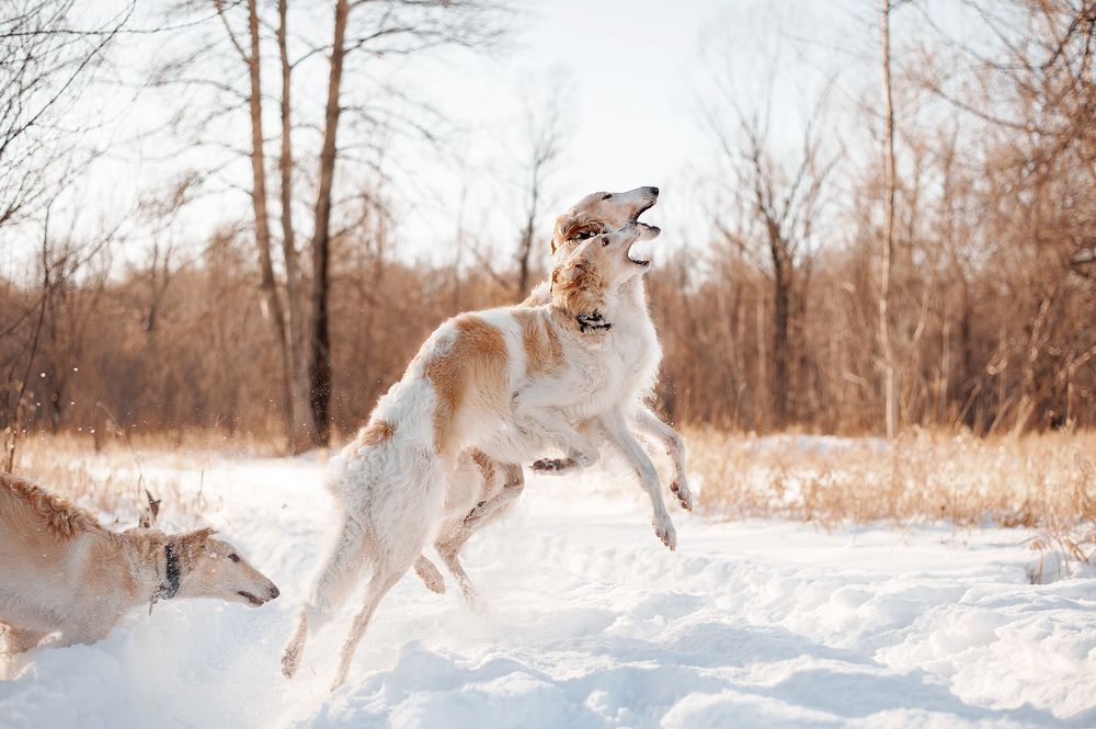 Photograph by Виктория Мирная